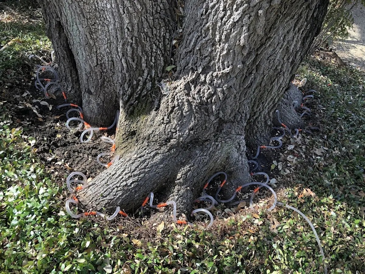 Detailed Tree Cabling and Bracing job site in Cazenovia