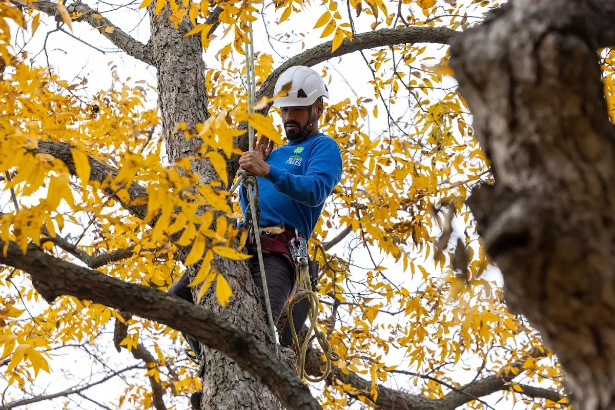 Skilled Tree Pruning crew working in Cazenovia